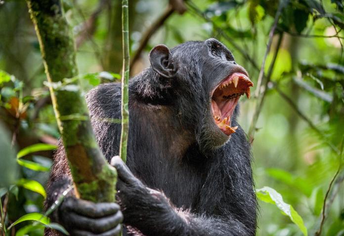 ▲在西烏干達地區，傳出多起黑猩猩傷人事件。（圖／翻攝自英國《太陽報》）

