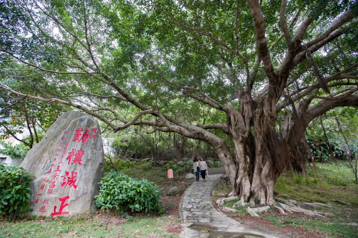 竹市老樹尋訪小旅行  今年新增11棵列管老樹
