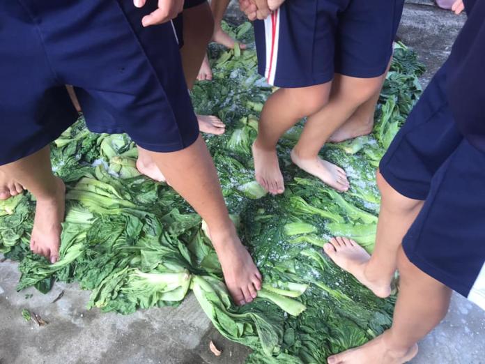 國中師生芥菜排開箱照　校園種菜、腳踩做鹹菜