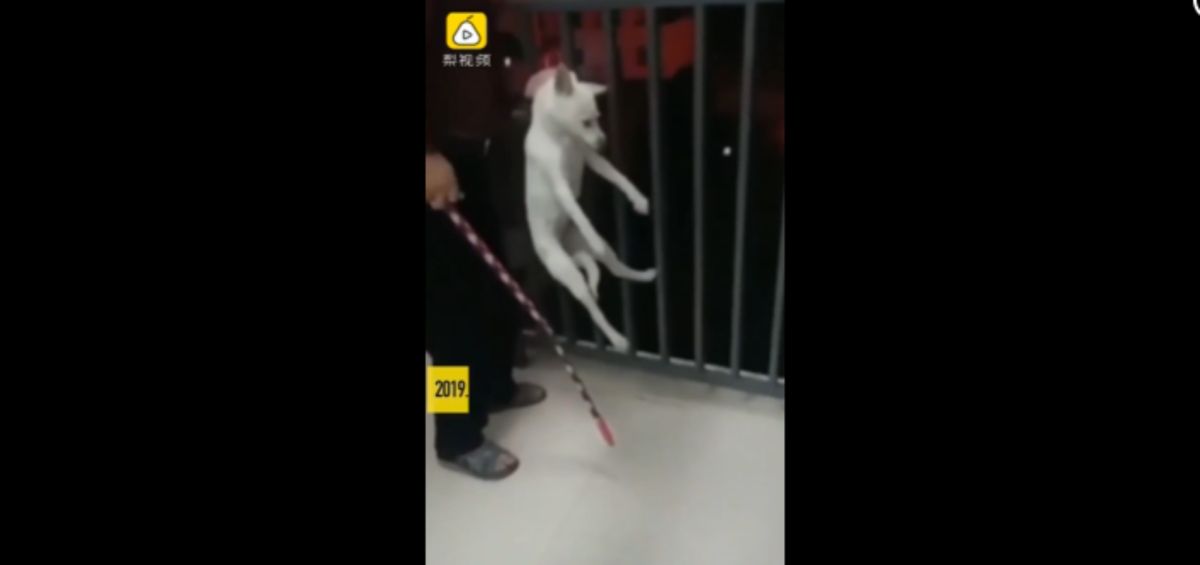 ▲本月 25 日浙江寧波市 1 間技工學校，發生宿舍管理員將狗從高空往下丟的殘忍事件。（圖／翻攝自梨視頻）