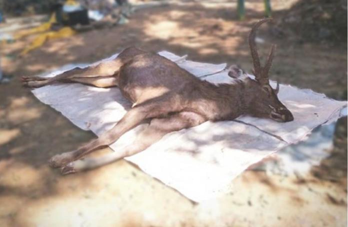 泰國帕府國家公園（ Phrae's national park）一隻鹿隻屍體的照片在泰國臉書廣為流傳，原來這隻野鹿被相關人員屍檢後發現，胃裡含有7公斤的塑膠製品。（圖／ANN）