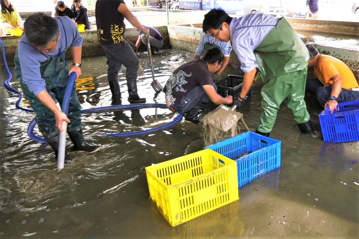 ▲金門水試所養殖象牙鳳螺已養成至可上市食用的體型，今日上午打撈開賣。（圖／蔡若喬攝, 2019.11.27）