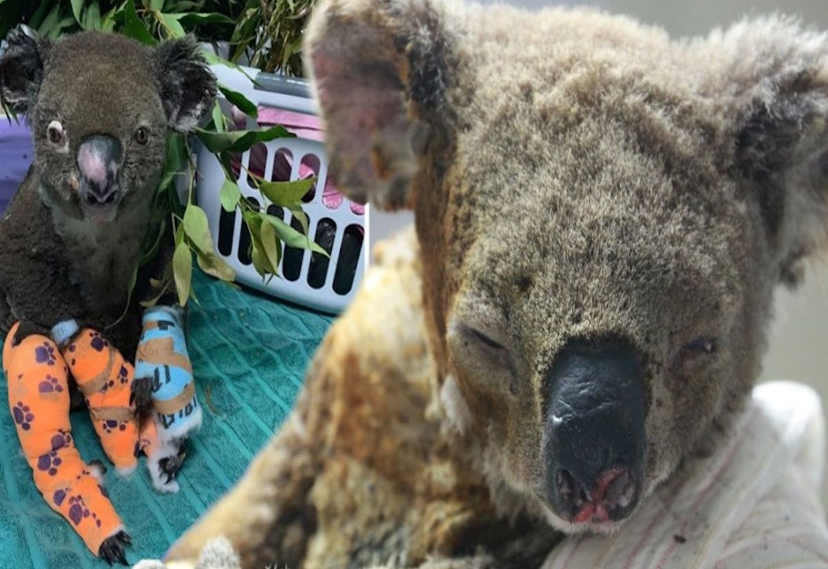 ▲（圖／翻攝自英國《都市日報》（ Metro Daily ））
