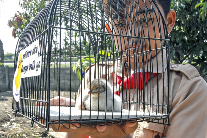 印尼萬隆反擊網路沉迷的法寶竟是「養小雞」
