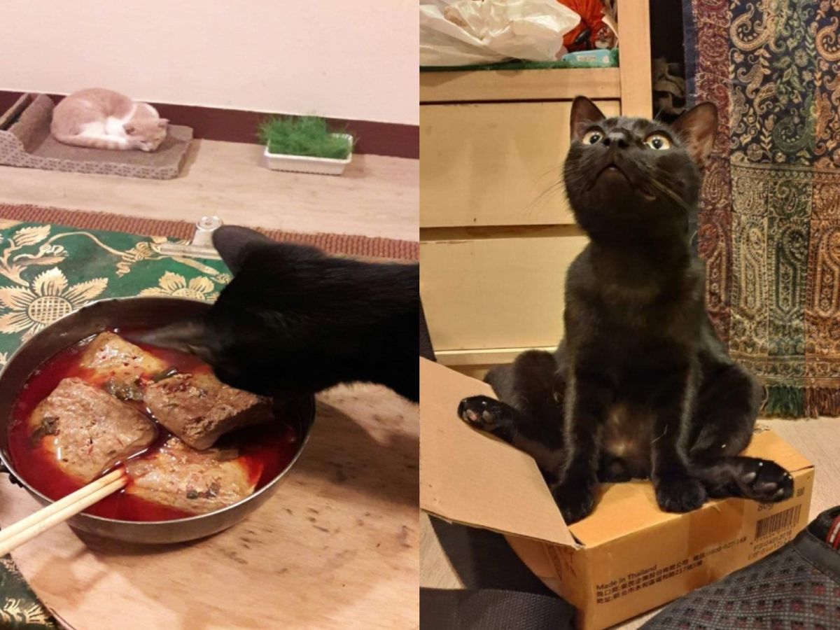 黑貓二寶打翻奴才的麻辣鍋（圖／網友Lin Beelu先生授權提供）