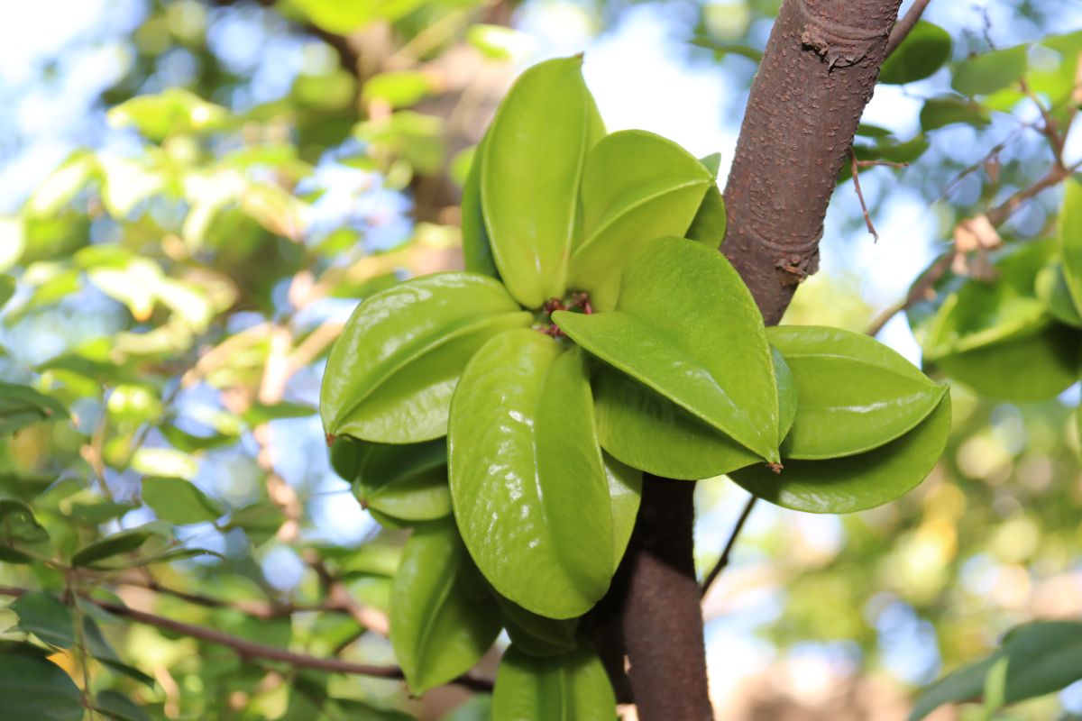 ▲彰化八卦山脈沿線是酸楊桃重要產地。（圖／記者陳雅芳攝，2019.11.29）