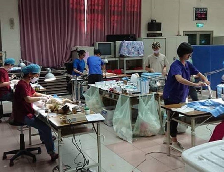 ▲今年度最後一場免費替毛小孩絕育結紮活動，12/1在竹北東平里活動中心展開。（圖／朱健銘提供）