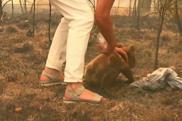 澳洲婦女脫上衣救野火燒傷的無尾熊　七天後牠仍傷重安樂死