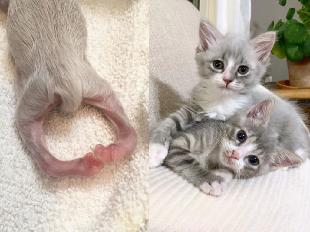 凱蘿收留兩隻未睜眼的小奶貓，其中一隻還有後腿變形問題，但長大後簡直萌翻了！（圖／IG@thekittennanny）