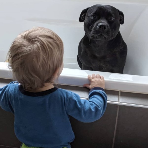 比特犬每晚消失竟是與鄰居小孩一起洗澡　媽：牠討厭洗澡欸