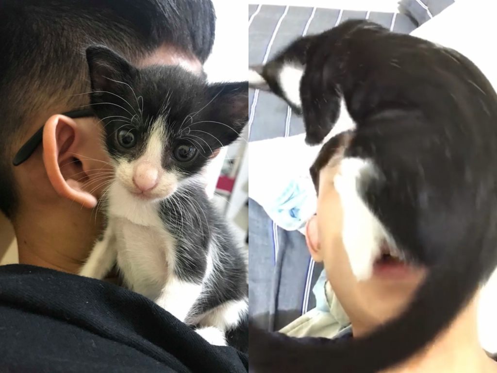 洪金寶實在太愛把拔了，這次決定不求回報幫把拔整理一下頭髮，但牠竟整隻埋在把拔的臉上，連鼻子都蓋好蓋滿，讓把拔只能勉強用嘴巴呼吸。 (圖/網友洪詩釉提供) 