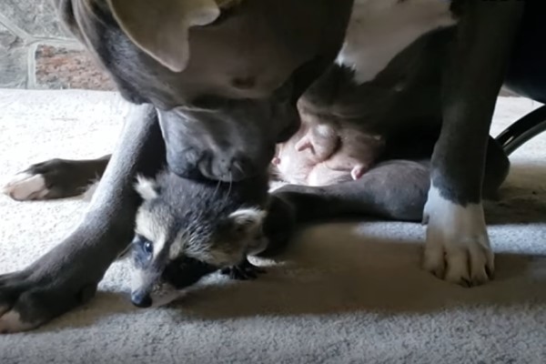 狗狗遇見孤兒浣熊母愛大爆發　竟然自主擔任全職奶媽