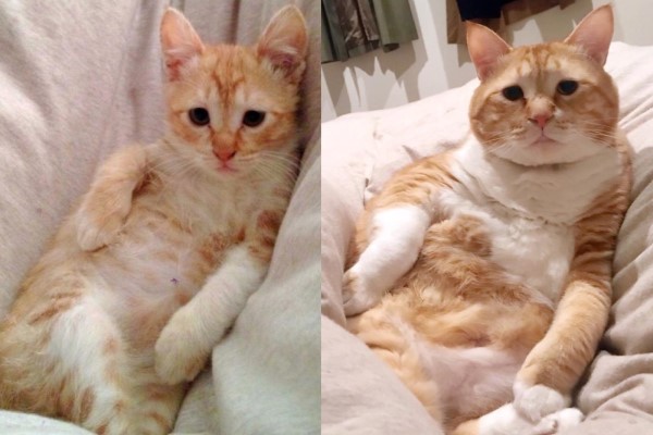 日本橘白貓超肥軟　天生苦情臉卻萌到不行坐擁廣大粉絲！