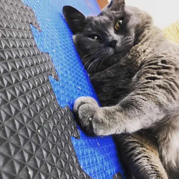 超胖灰貓參加減肥計劃　水中跑步偷懶被抓包！