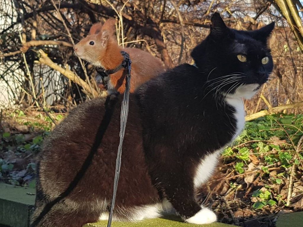 小虎：看什麼！這小傢伙我罩的啦！ (圖/IG@tintin_the_squirrel) 