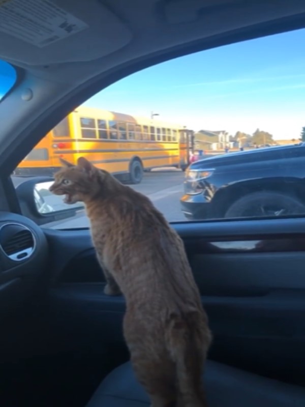 小奴才要上學　橘貓不捨趴車窗喵叫：快點回來喔！