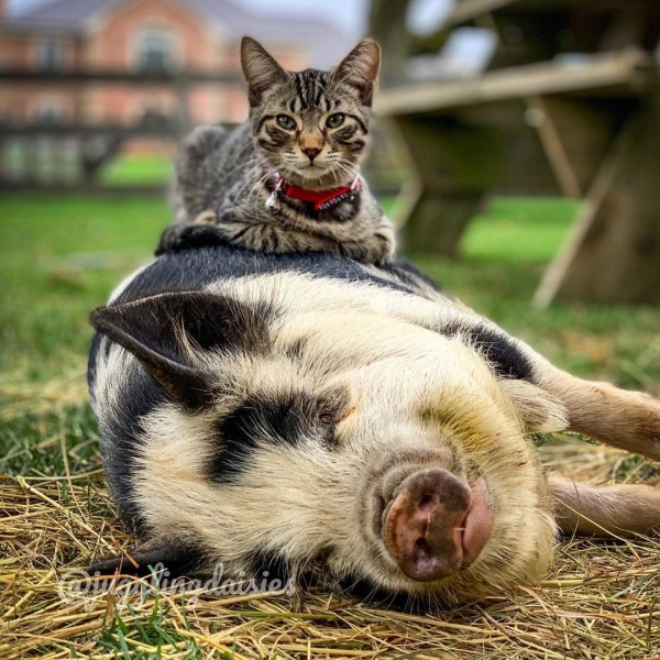 虎斑貓熱愛農場動物　幫豬羊按摩蹭蹭還要窩一起呼嚕！
