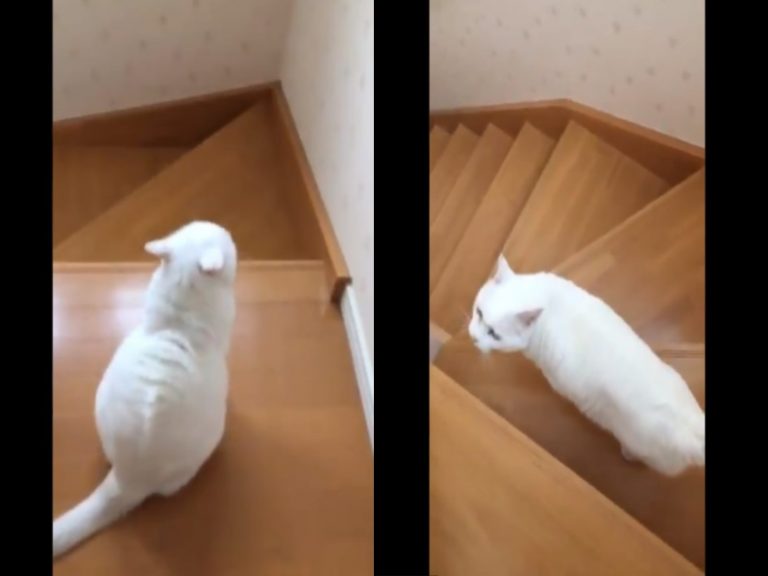曾目睹貓奴兩度跌落樓梯　暖心主子主動帶路頻回頭查看！
