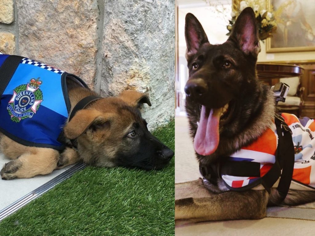 加維爾從小就很愛撒嬌，不管誰在身邊都想被摸肚肚，或是被抱在懷裡，可能對牠來說好人壞人都一樣吧。 (圖/IG@qldgovernor) 