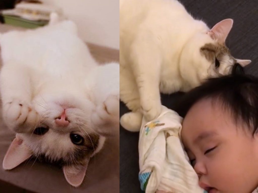 腰子很疼愛小主人，總是躺在附近睡搞搞。(圖/Facebook@肥宅腰子的日常) 