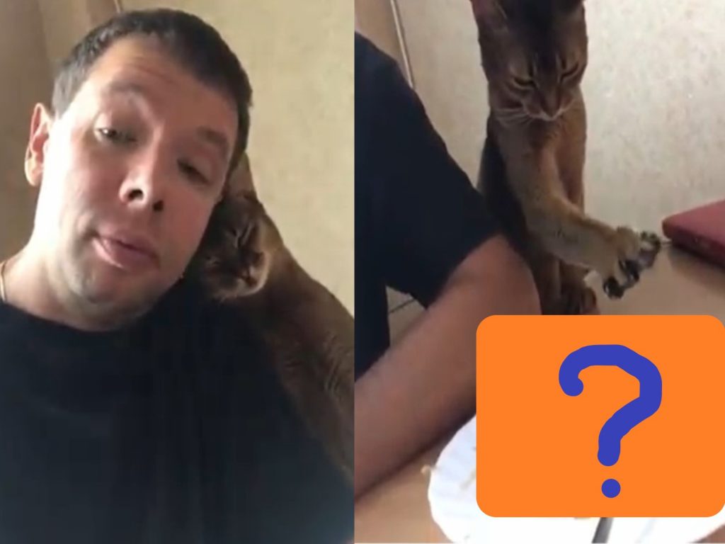 假鬼假怪的喵星人，不停向主人撒嬌其實只是為了桌上的東西！（圖／FB@Renzo Rodas Donayre）