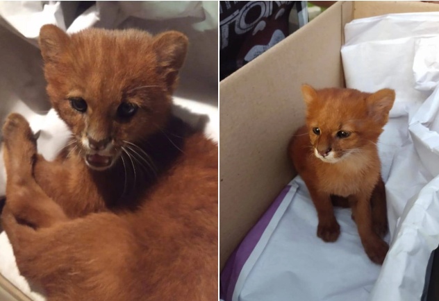 阿根廷女童撿小橘貓　兩個月後驚覺小貓是美洲獅