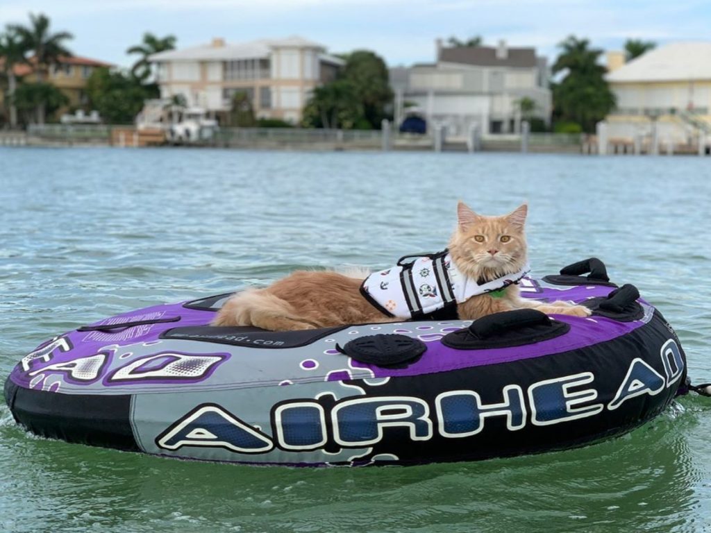 緬因貓費雪喜歡戶外活動（圖／IG@fisherthemainecoon）