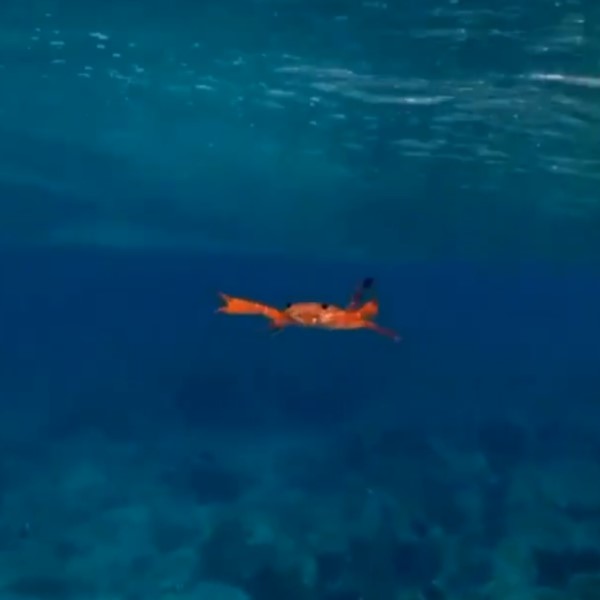 網友潛水捕捉螃蟹呆萌泳姿　百萬網友笑：原來不是橫著游！