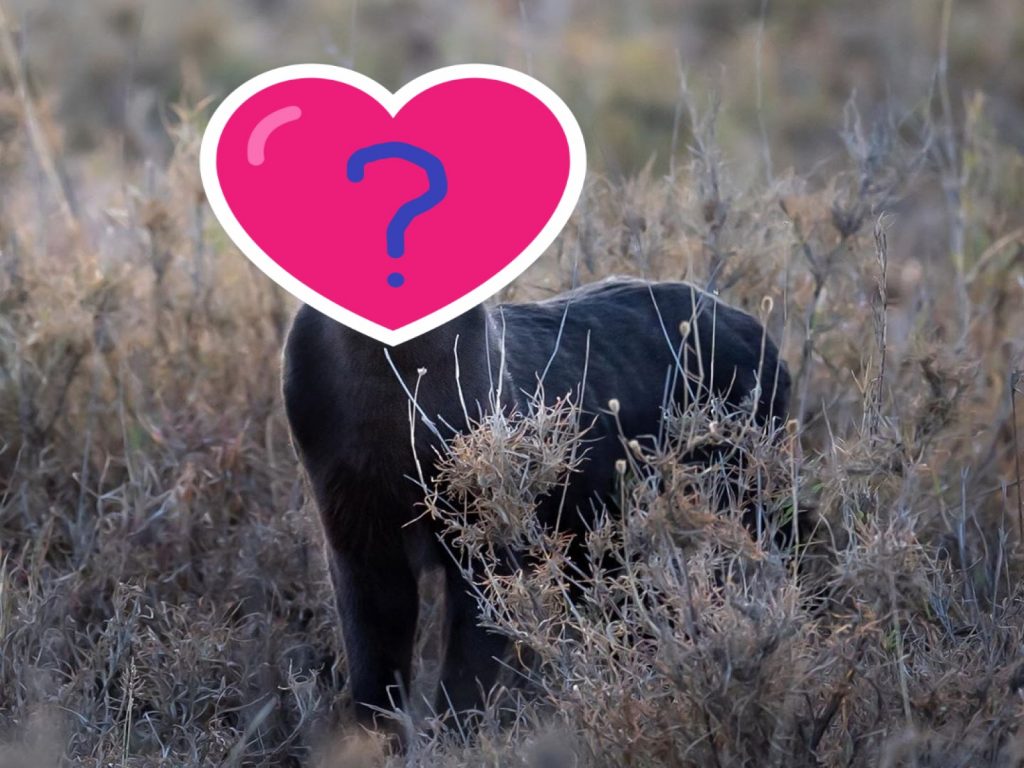 英國攝影師在非洲巧遇稀有黑藪貓！（圖／IG@georgetheexplorer）