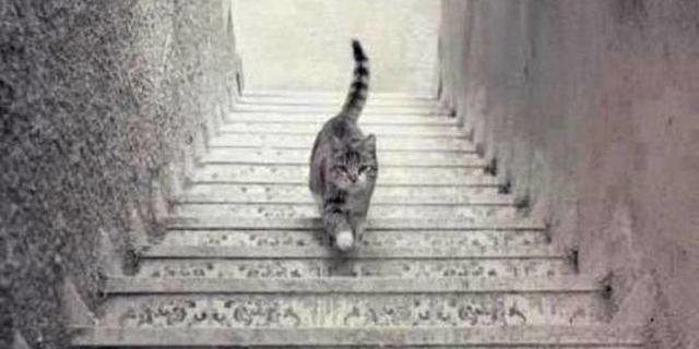  ▲你認為圖片中的貓正上樓還是下樓呢？（圖／MF變型男）