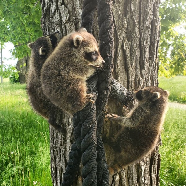 狗狗遇見孤兒浣熊母愛大爆發　竟然自主擔任全職奶媽