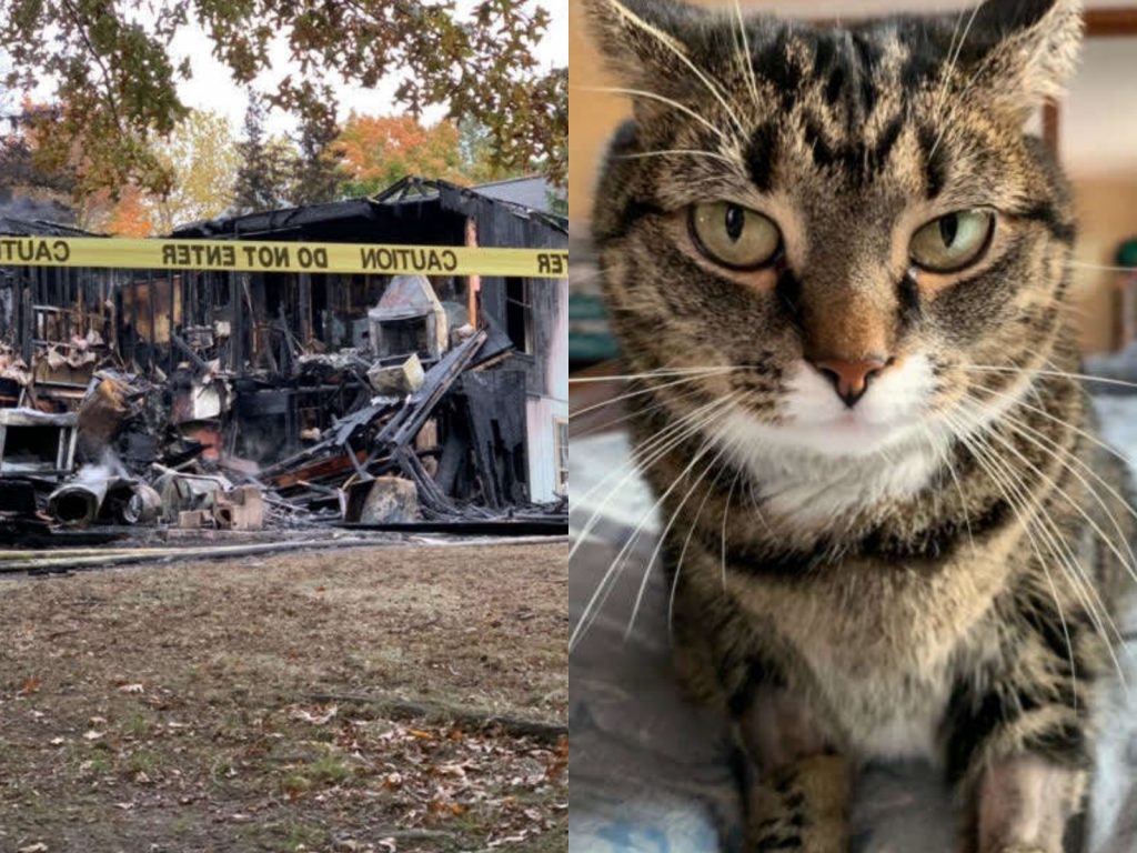 謝弗5年前救了小貓凱蒂，從此成為彼此密不可分的家人。(圖/Danielle Schafer) 