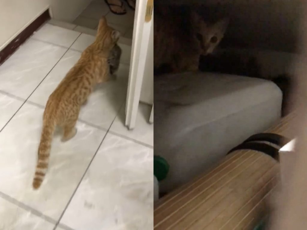 看到小貓一直被叼進來，劉先生嚇傻大喊：「唉呦，我要昏倒了啦～」 (圖/劉先生提供) 