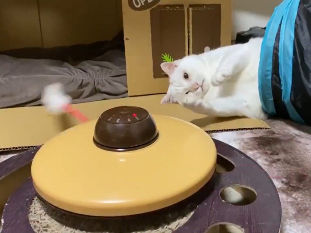 （放開）唉、好無聊喔，棒子不就是這樣而已嗎？ (圖/Twitter@nekokamasu) 