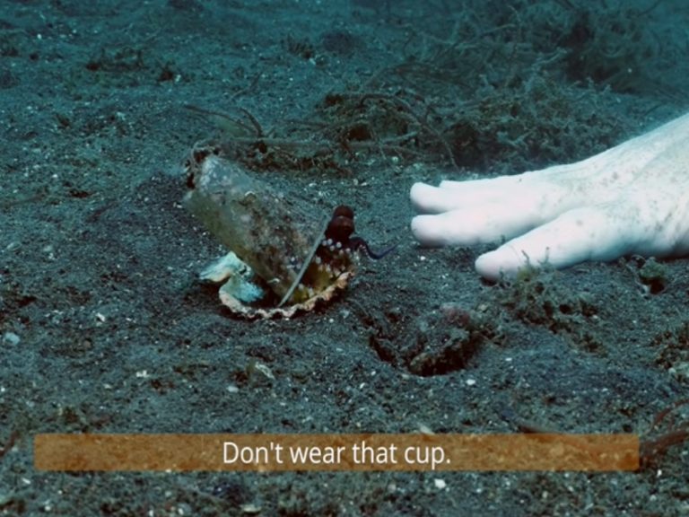 冰島工程師保羅在海底試圖說服小章魚換殼（圖／翻攝自YT@Pall Sigurdsson）