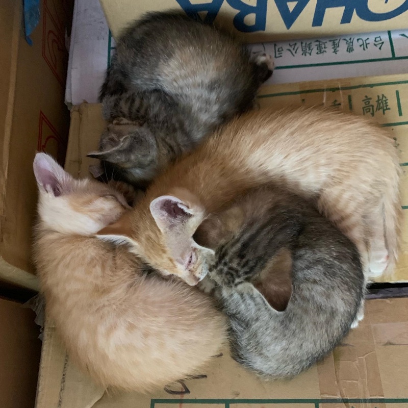 影／母貓自來闖店裡　連叼4小貓進倉庫：你要養我們！