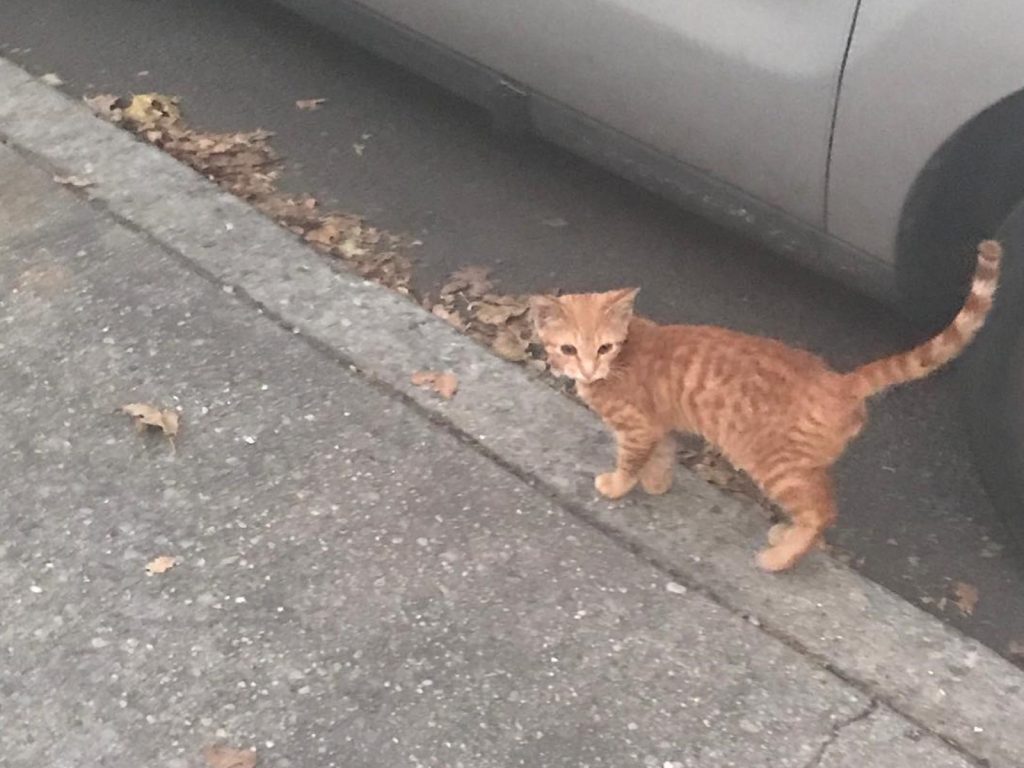 雅莉安娜在家門口遇見浪貓Red（圖／IG@flatbushcats）