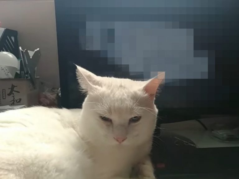 白貓圓圓是隻很親人的可愛貓咪，只要主人坐在電腦桌前就會主動過去報到！ (圖/網友Cherry Lin提供) 