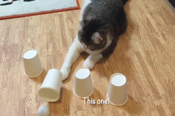 貓咪玩猜杯子遊戲　主子每猜必中網驚嘆：是賭神！