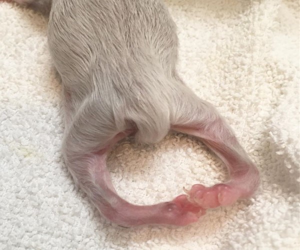 志工收養後腳畸型奶貓　細心呵護長大18變網驚：撿到寶