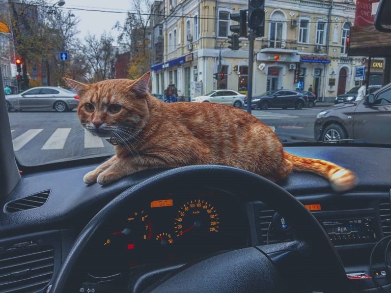 烏克蘭有一輛貓咪計程車非常有名（圖／IG@cat_taxi）