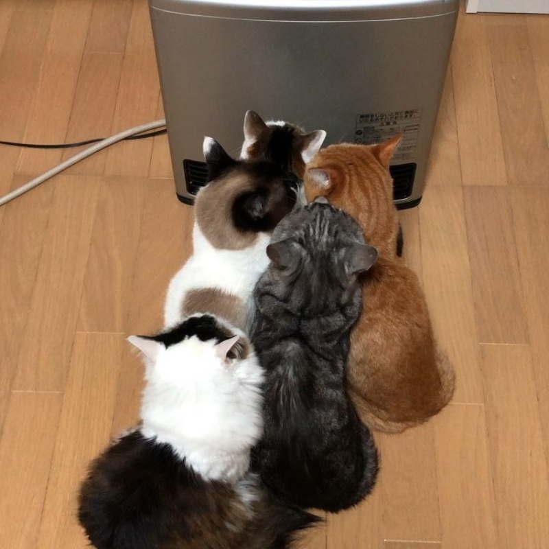 貓咪你推我擠搶佔暖爐搖滾區　網：是冬季限定烤棉花糖！