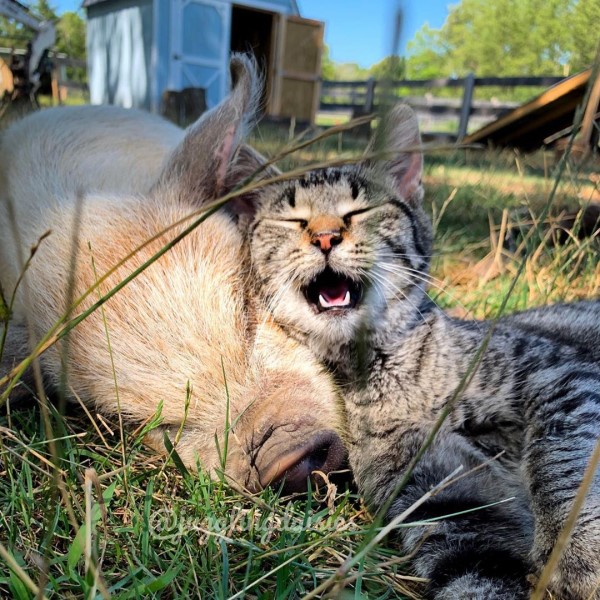 虎斑貓熱愛農場動物　幫豬羊按摩蹭蹭還要窩一起呼嚕！