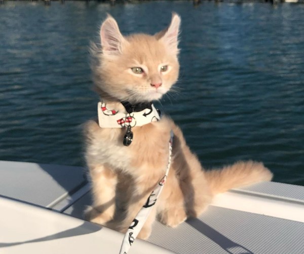 叫我航海王！緬因貓鍾情大自然　最愛搭船出海賞夕陽超另類