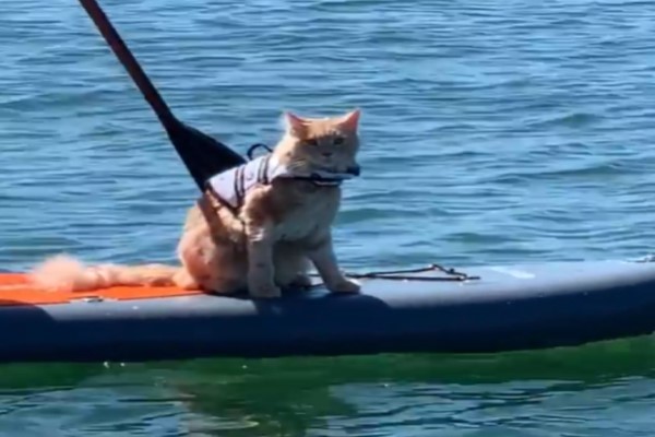 叫我航海王！緬因貓鍾情大自然　最愛搭船出海賞夕陽超另類