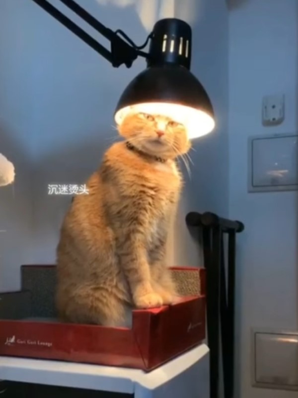 橘貓鑽入燈罩下瞇眼打盹　網笑翻：莫非在電頭毛？