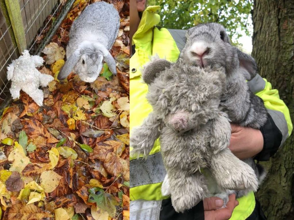 兔兔和最愛的熊玩偶一起被裝箱都在路邊，被救援的過程中牠緊抱著熊熊，看得出來熊熊對牠來說非常重要。(圖/RSPCA) 