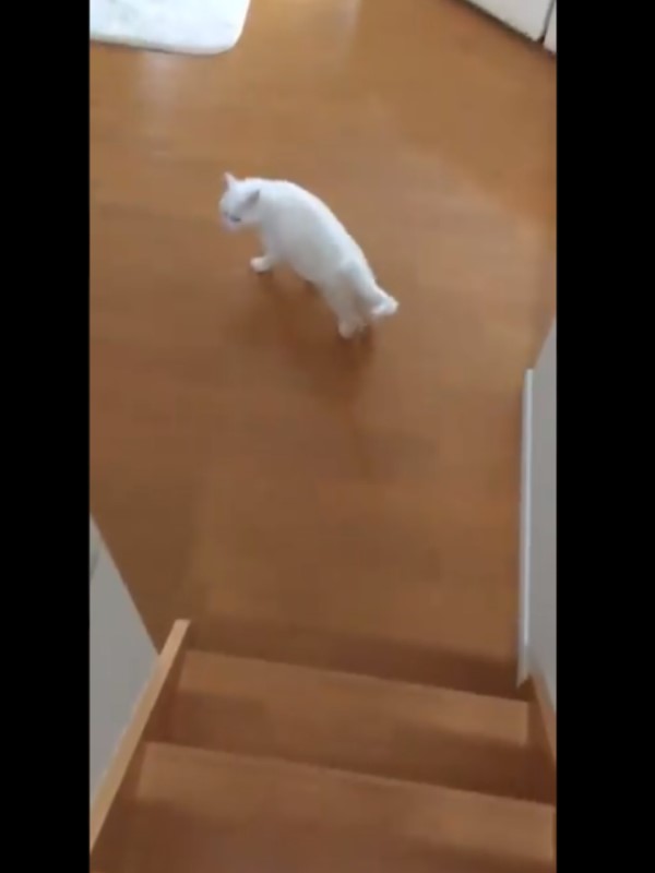 曾目睹貓奴兩度跌落樓梯　暖心主子主動帶路頻回頭查看！