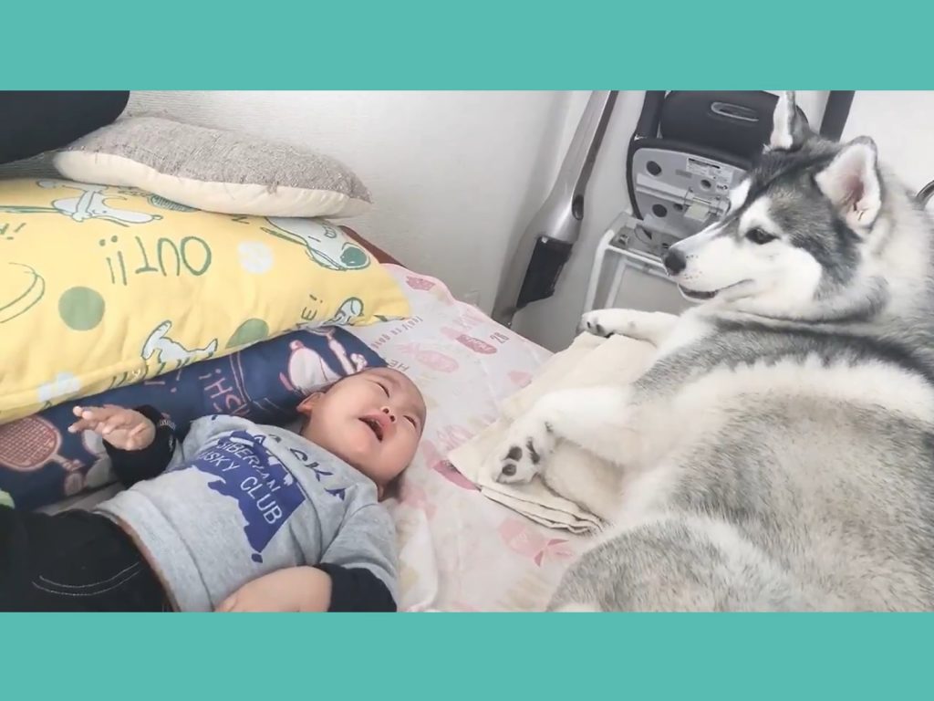 （寶寶哭哭了）什摸！小主人尼是被奴才虐待嗎？尼的心情我懂！我來幫尼昭告天下！(圖/Twitter@Allukaaaaa328) 