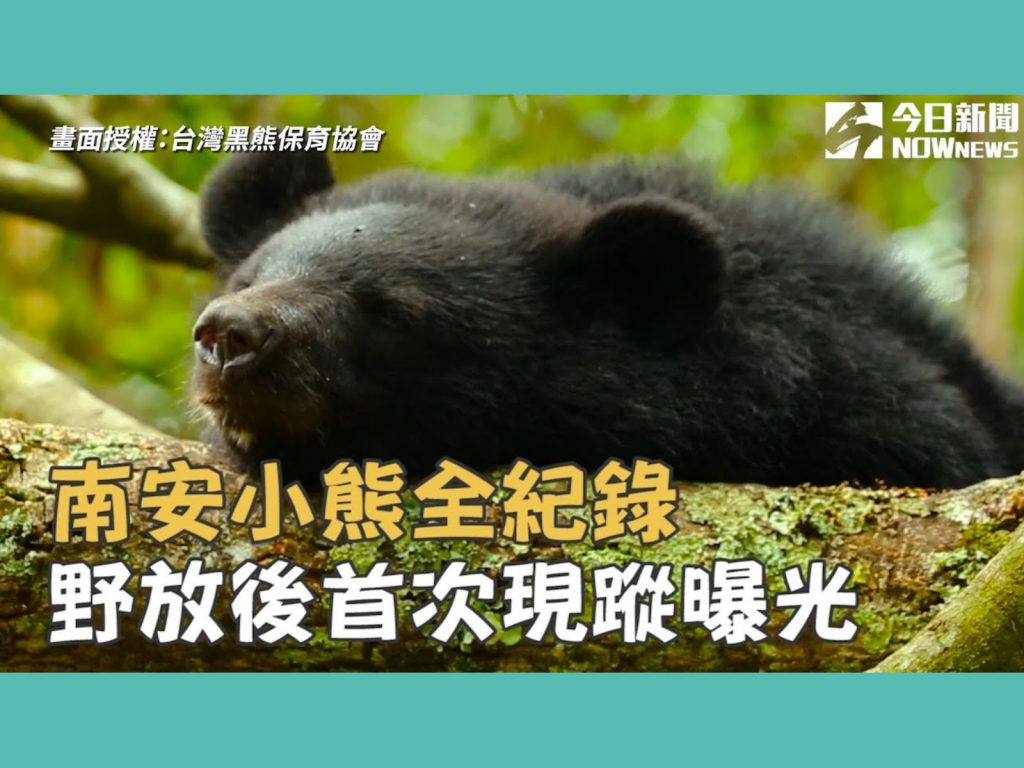 自動照相機紀錄到南安小熊的身影，匆匆從相機前奔跑而過。(圖/台灣黑熊保育協會提供) 